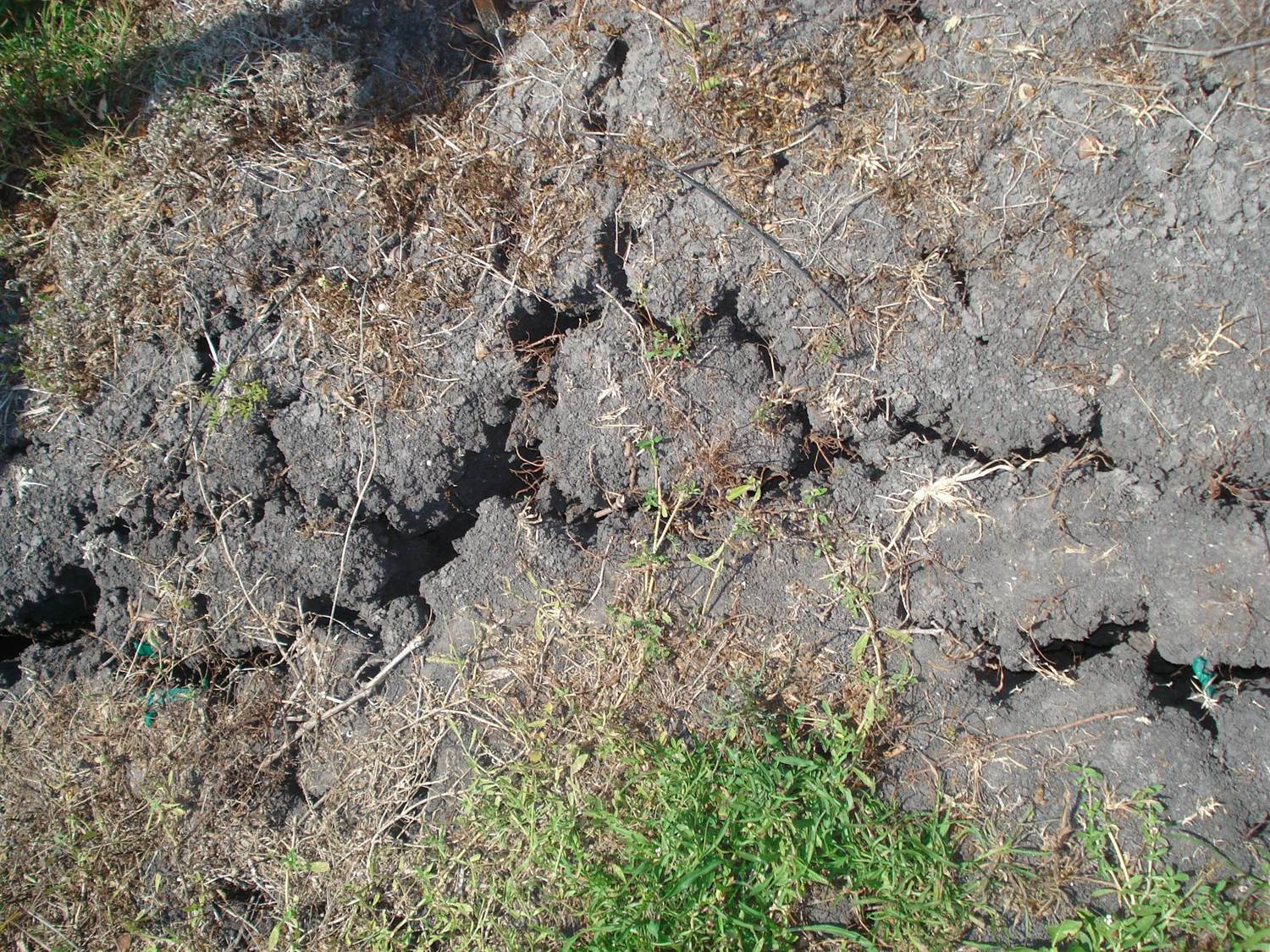 Cracksinclaysoil.jpg Clay soil, Soil, Plants
