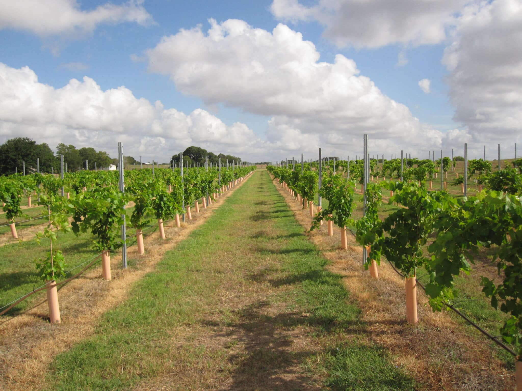 Top Mistakes Of New Grape Growers
